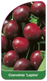 etykieta-szkolkarska-czeresnia-lapins