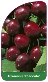 etykieta-szkolkarska-czeresnia-staccato