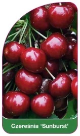 etykieta-szkolkarska-czeresnia-sunburst