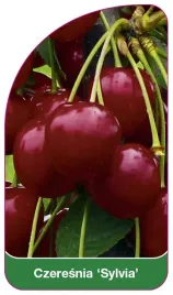 etykieta-szkolkarska-czeresnia-sylvia