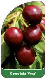 etykieta-szkolkarska-czeresnia-vera