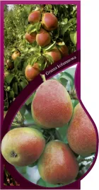 etykieta-szkolkarska-grusza-kolumnowa-czerwona-jumbo