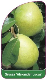 etykieta-szkolkarska-grusza-alexander-lucas