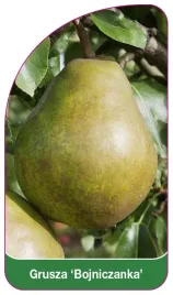 etykieta-szkolkarska-grusza-bojniczanka