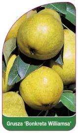 etykieta-szkolkarska-grusza-bonkreta-williamsa