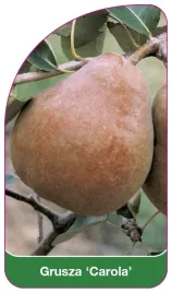 etykieta-szkolkarska-grusza-carola