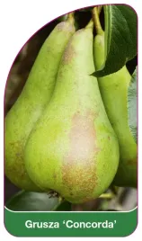 etykieta-szkolkarska-grusza-concorda