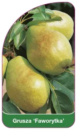 etykieta-szkolkarska-grusza-faworytka-a