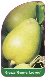 etykieta-szkolkarska-grusza-general-leclerc