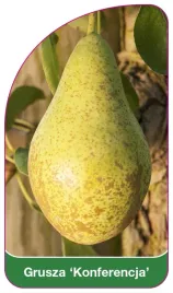 etykieta-szkolkarska-grusza-konferencja-b