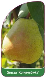 etykieta-szkolkarska-grusza-kongresowka