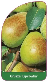 etykieta-szkolkarska-grusza-lipcowka
