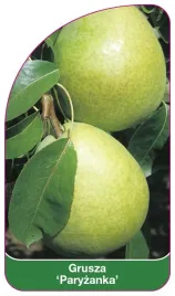 etykieta-szkolkarska-grusza-paryzanka