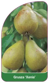 etykieta-szkolkarska-grusza-xenia