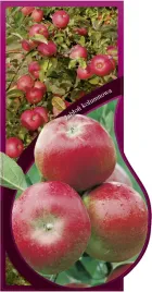 etykieta-szkolkarska-jablon-kolumnowa-jumbo-pl-1608