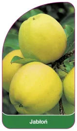 etykieta-szkolkarska-jablon-owoc-zolty