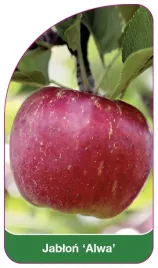 etykieta-szkolkarska-jablon-alwa-a