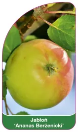 etykieta-szkolkarska-jablon-ananas-berzenicki