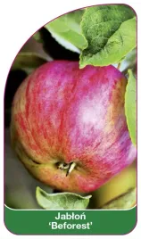 etykieta-szkolkarska-jablon-beforest