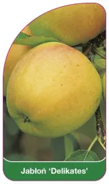 etykieta-szkolkarska-jablon-delikates-a