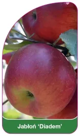 etykieta-szkolkarska-jablon-diadem