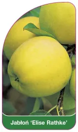 etykieta-szkolkarska-jablon-elise-rathke