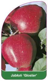 etykieta-szkolkarska-jablon-gloster