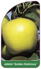 etykieta-szkolkarska-jablon-golden-delicious