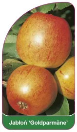 etykieta-szkolkarska-jablon-goldparmane