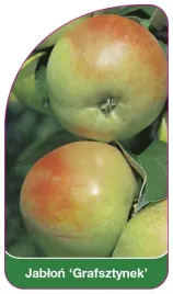 etykieta-szkolkarska-jablon-grafsztynek