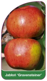 etykieta-szkolkarska-jablon-gravensteiner
