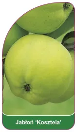 etykieta-szkolkarska-jablon-kosztela