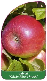 etykieta-szkolkarska-jablon-ksiaze-albert-pruski