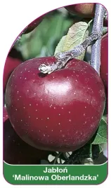 etykieta-szkolkarska-jablon-malinowa-oberlandzka