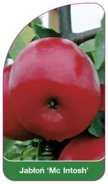 etykieta-szkolkarska-jablon-mc-intosh