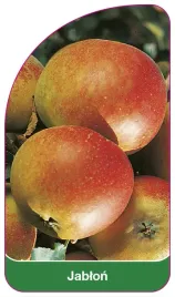 etykieta-szkolkarska-jablon-owoc-czerwony-ii