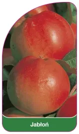 etykieta-szkolkarska-jablon-owoc-czerwony-iii