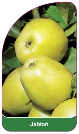etykieta-szkolkarska-jablon-owoc-zielony