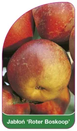 etykieta-szkolkarska-jablon-roter-boskoop