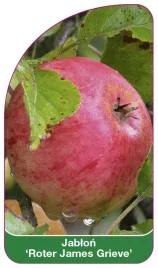 etykieta-szkolkarska-jablon-roter-james-grieve