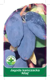etykieta-szkolkarska-jagoda-kamczacka-altaj