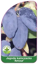 etykieta-szkolkarska-jagoda-kamczacka-amour