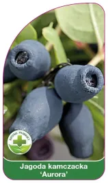 etykieta-szkolkarska-jagoda-kamczacka-aurora
