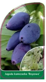 etykieta-szkolkarska-jagoda-kamczacka-brazowa