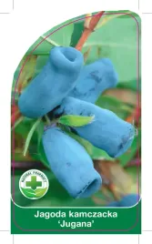 etykieta-szkolkarska-jagoda-kamczacka-jugana