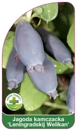 etykieta-szkolkarska-jagoda-kamczacka-leningradskij-welikan