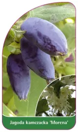 etykieta-szkolkarska-jagoda-kamczacka-morena
