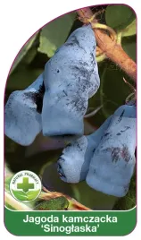etykieta-szkolkarska-jagoda-kamczacka-sinoglaska