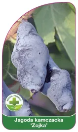 etykieta-szkolkarska-jagoda-kamczacka-zojka