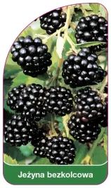 etykieta-szkolkarska-jezyna-bezkolcowa